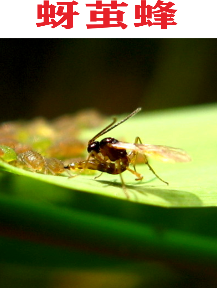 蚜茧蜂